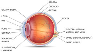 Anatomy of the Eye